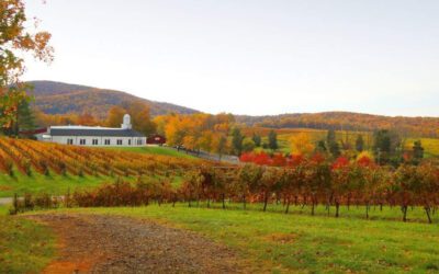 Top Wineries to Visit This Fall in Virginia