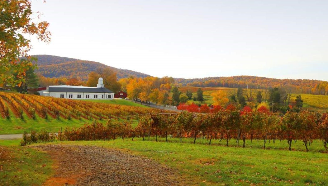 Beautiful Barboursville Vineyards in Virginia during the fall season