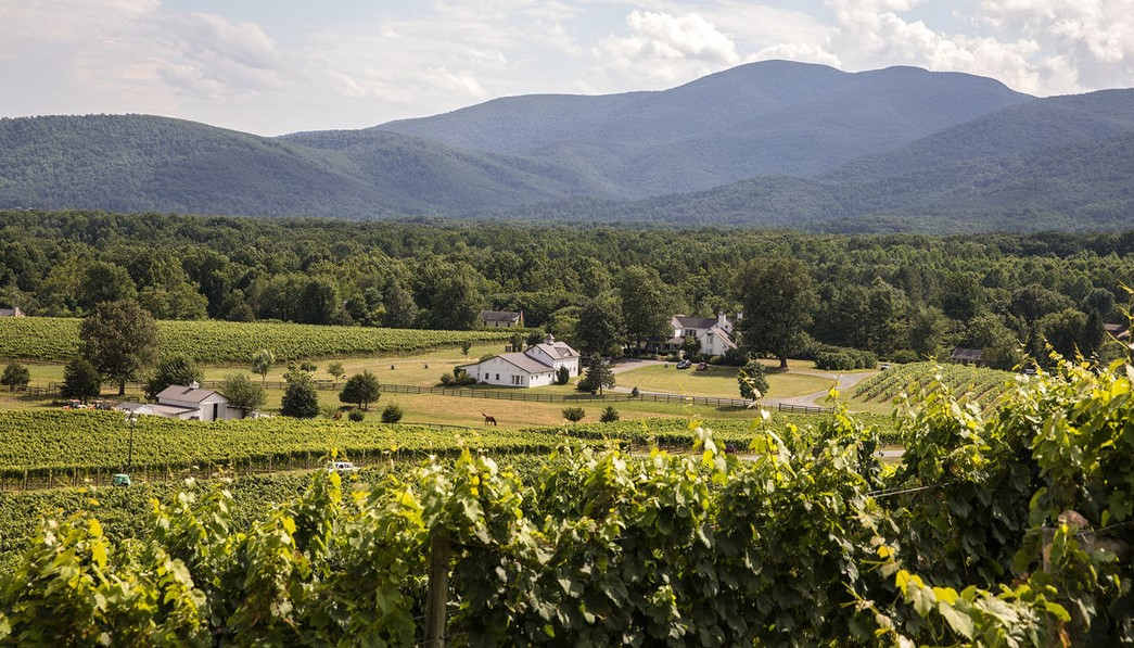 Veritas-Vineyard-Winery-in-virginia-with-trees-and-mountains-in-the-background