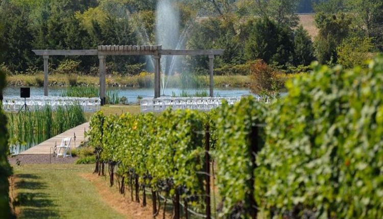 Beautiful local vineyard in Culpeper Virginia